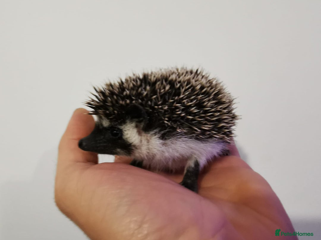 Pygmy Hedgehog rodents for sale: Male and a female african pygmy hedgehog  - Image 3
