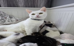 Mixed Breed cats for sale: Mixed kittens😻😽Ragdoll x domestic 🙀👌 - Advert 2