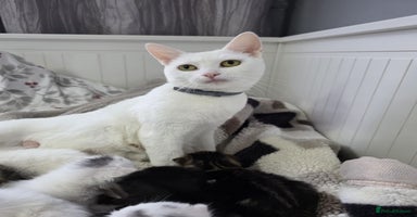 Mixed Breed cats Mixed kittens😻😽Ragdoll x domestic 🙀👌 - Advert 3