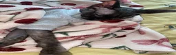 Sphynx cats for sale: Beautiful 1-Year-Old Tortoiseshell Sphynx - Advert 3