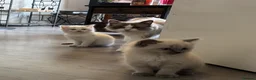 Ragdoll cats for sale: Pure Bread Ragdoll Kittens - Advert 5