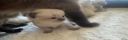 Ragdoll cats for sale: GCCF champion ragdoll kittens 🐱 ❤️ - Advert 9