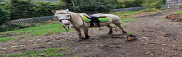 Welsh Section A horses for sale: 15 yr old registered sec a cremello in Tonypandy - Advert 4