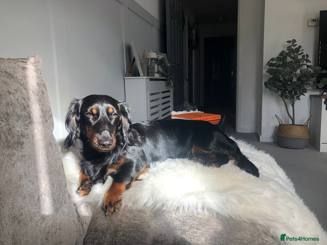 Miniature Dachshund dogs for sale:  long haired miniature dachshund male KC registere - Advert 37