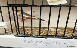 Finches birds for sale: Star zebra finch bengalese and canaries  - Image 16