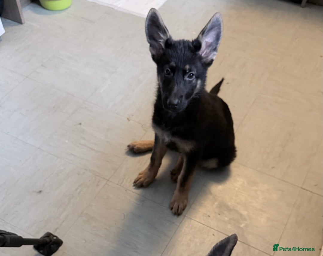 German Shepherd dogs for sale: Two puppy’s left - Advert 2