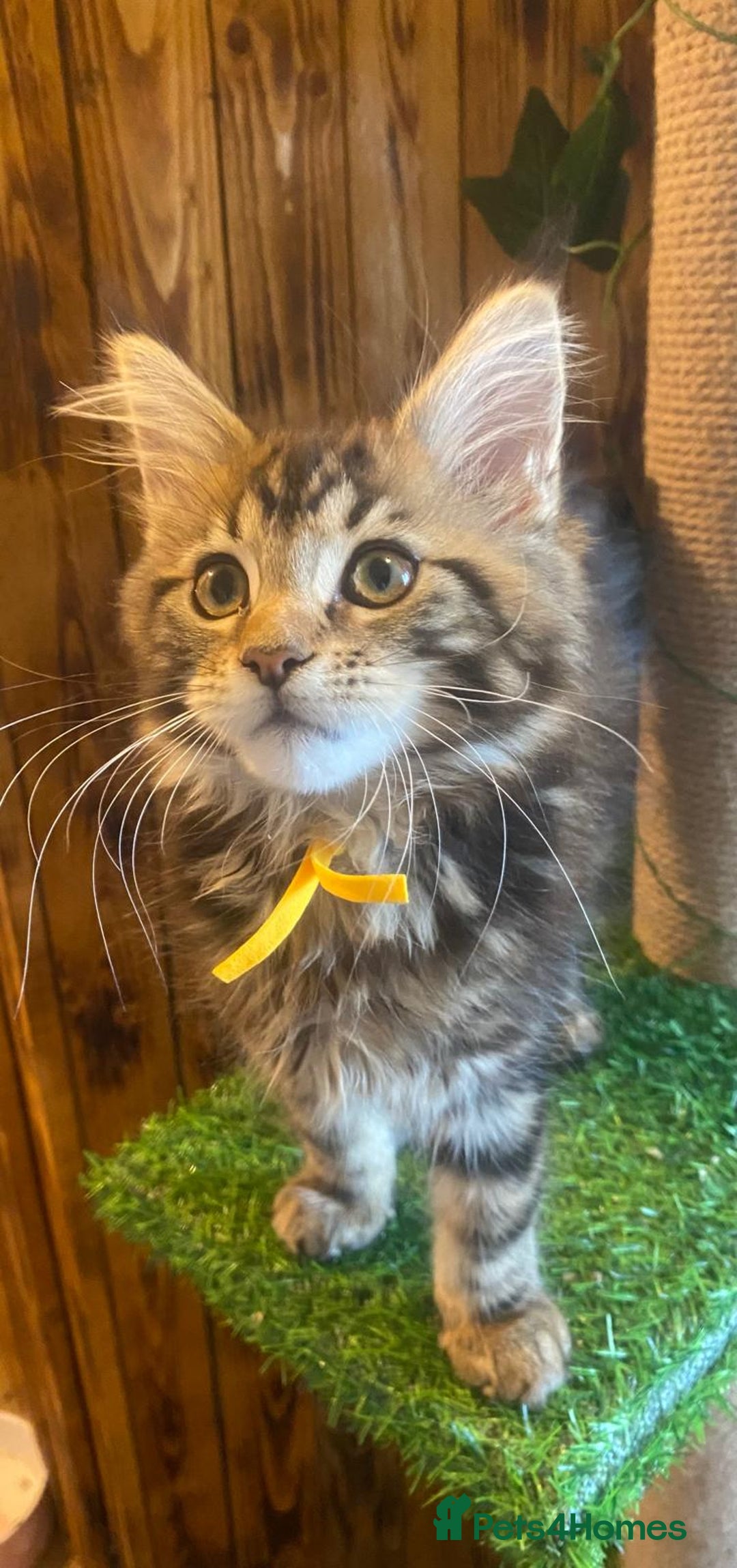 Maine Coon cats for sale: Gccf maine coon babies - Advert 9