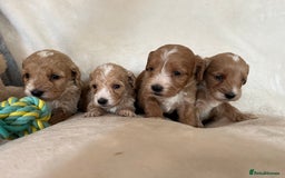 Cockapoo dogs for sale: Cockapoo puppies - DNA Health test clear  - Image 12