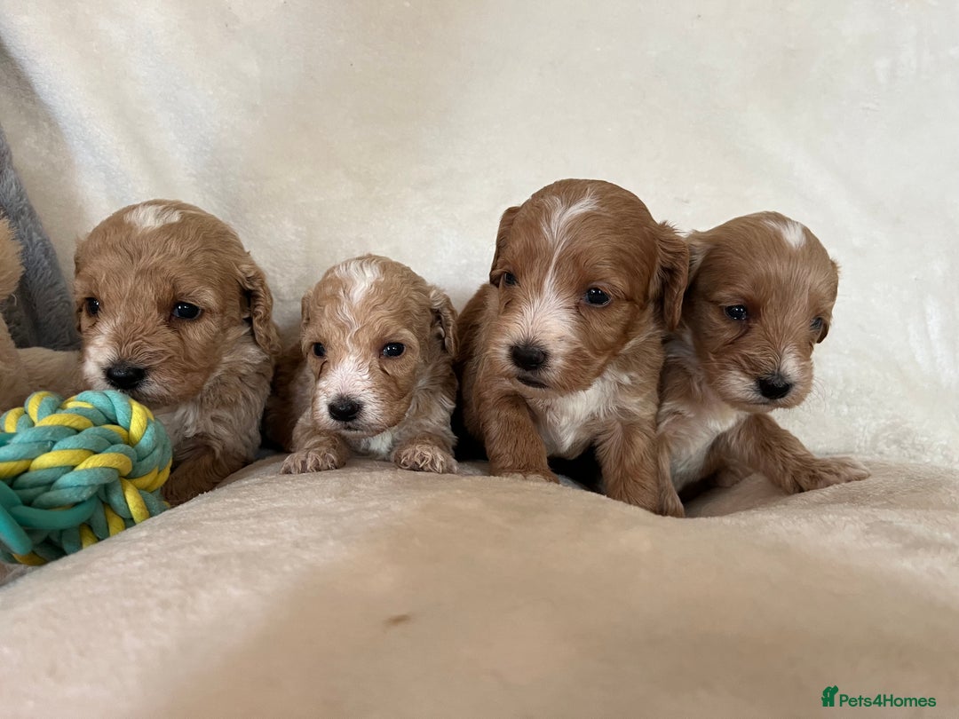Cockapoo dogs for sale: Cockapoo puppies - DNA Health test clear  - Image 12