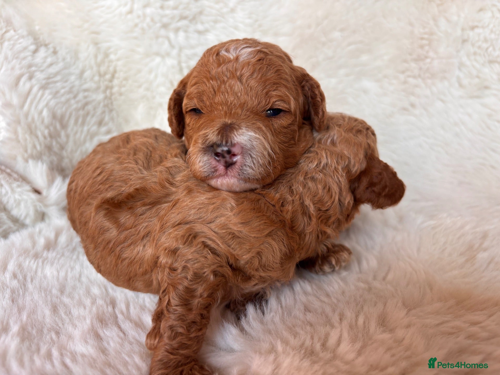 Cavapoo dogs for sale: A Gorgeous litter of Cavapoo puppies  - Advert 10