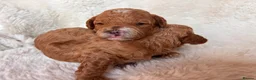 Cavapoo dogs for sale: Gorgeous litter of Cavapoo puppies  in King's Lynn - Advert 27