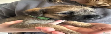 Border Terrier 2