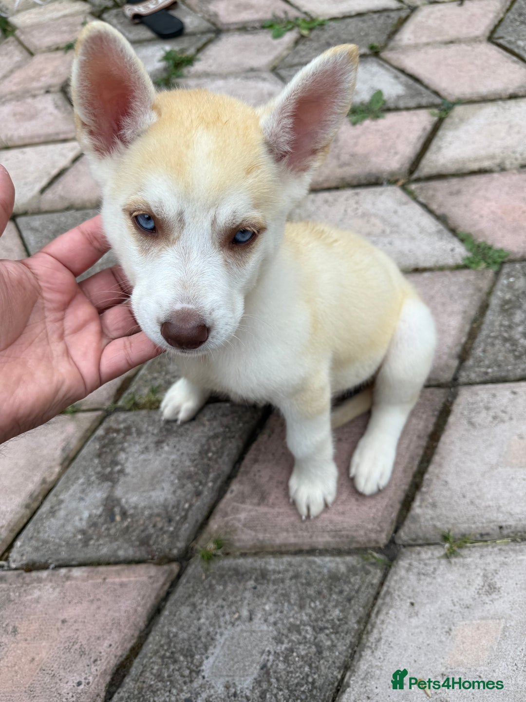 Siberian Husky dogs for sale: Siberian husky - Image 4