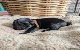 Mixed Breed dogs for sale: Goldador - Advert 7