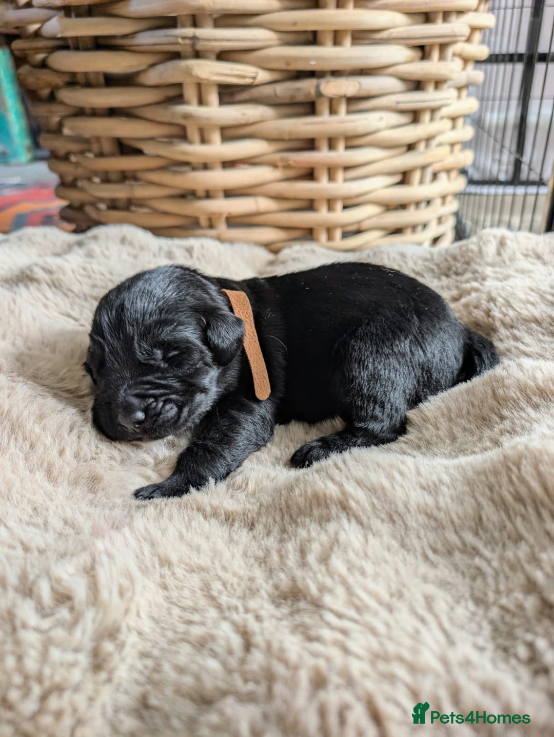 Mixed Breed dogs for sale: Goldador - Advert 7