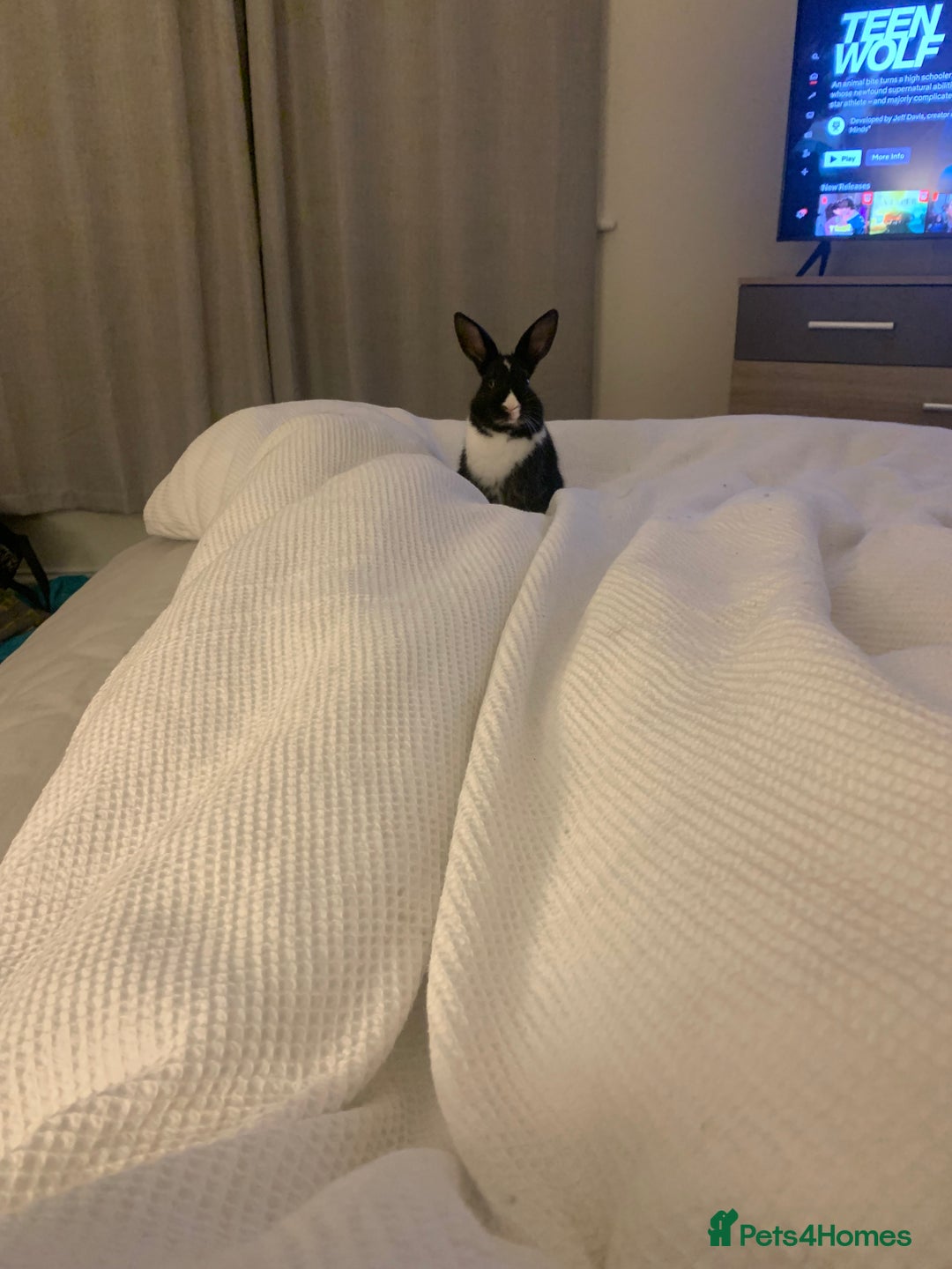 Mixed Breed rabbits for sale: Bunny in need of loving home  - Advert 7