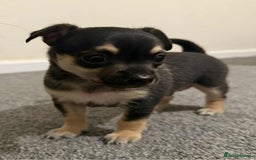 Chihuahua dogs for sale: 14 weeks old Chihuahua Male puppy  - Image 2