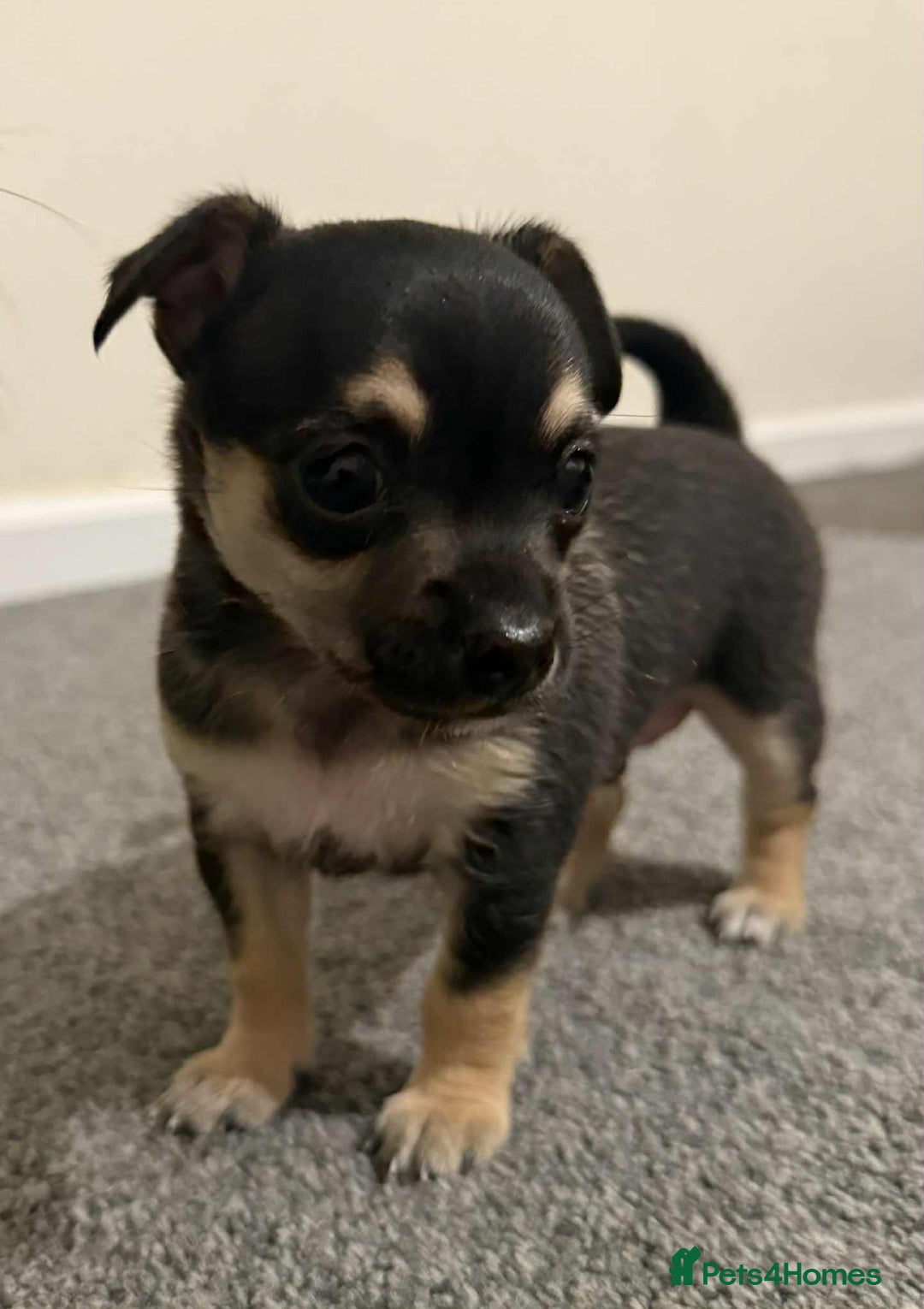 Chihuahua dogs for sale: 14 weeks old Chihuahua Male puppy  - Image 2