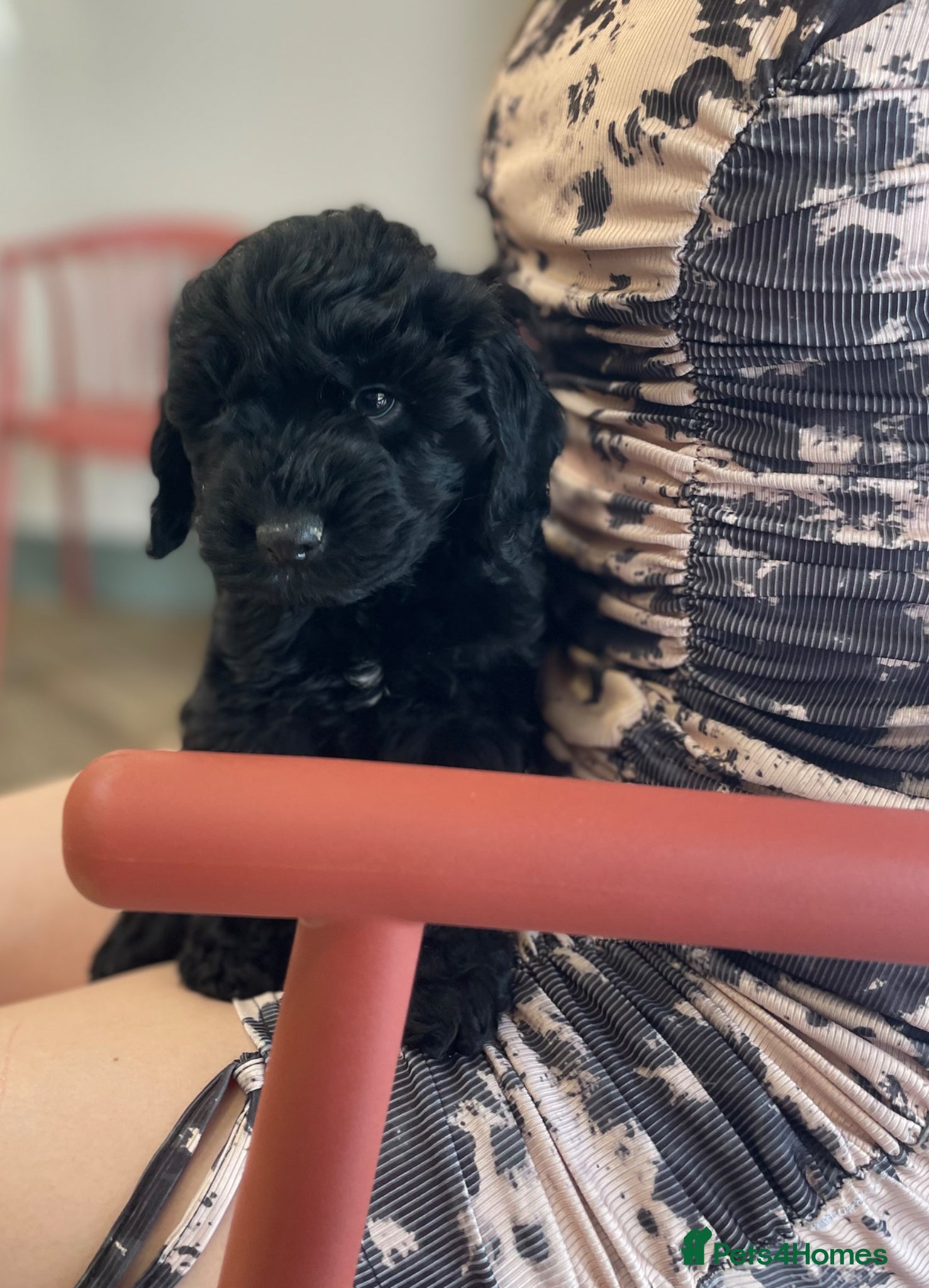 Cockapoo dogs Licenced breeder Beautiful ready now 😍😍 - Advert 1
