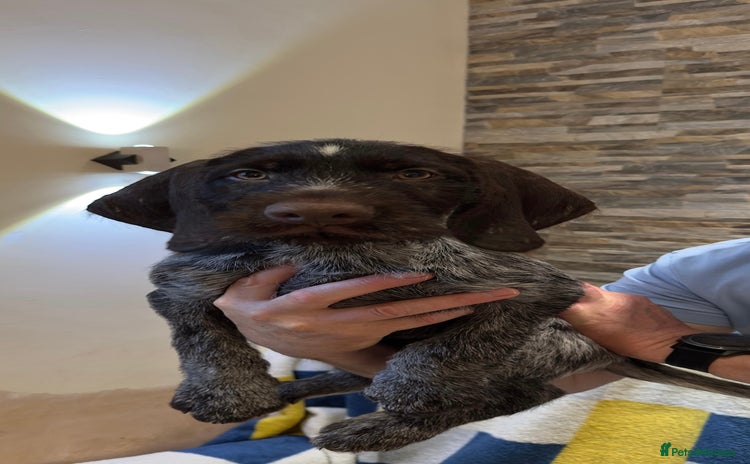 German Wirehaired Pointer dogs in Preston - Advert 2