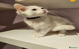 Ragdoll cats for sale: Loving half Ragdolls - Image 5