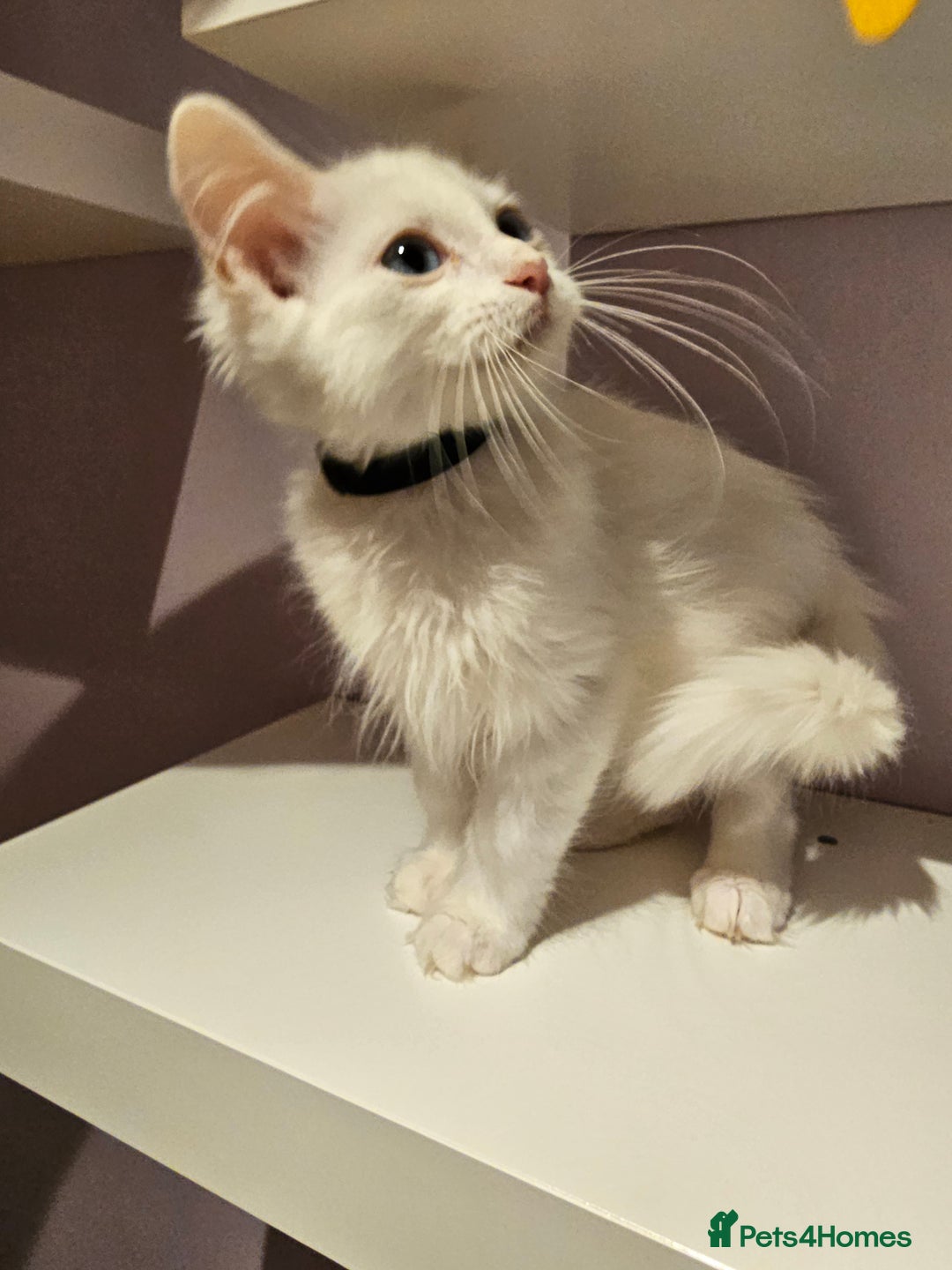 Ragdoll cats for sale: Loving half Ragdolls - Image 5
