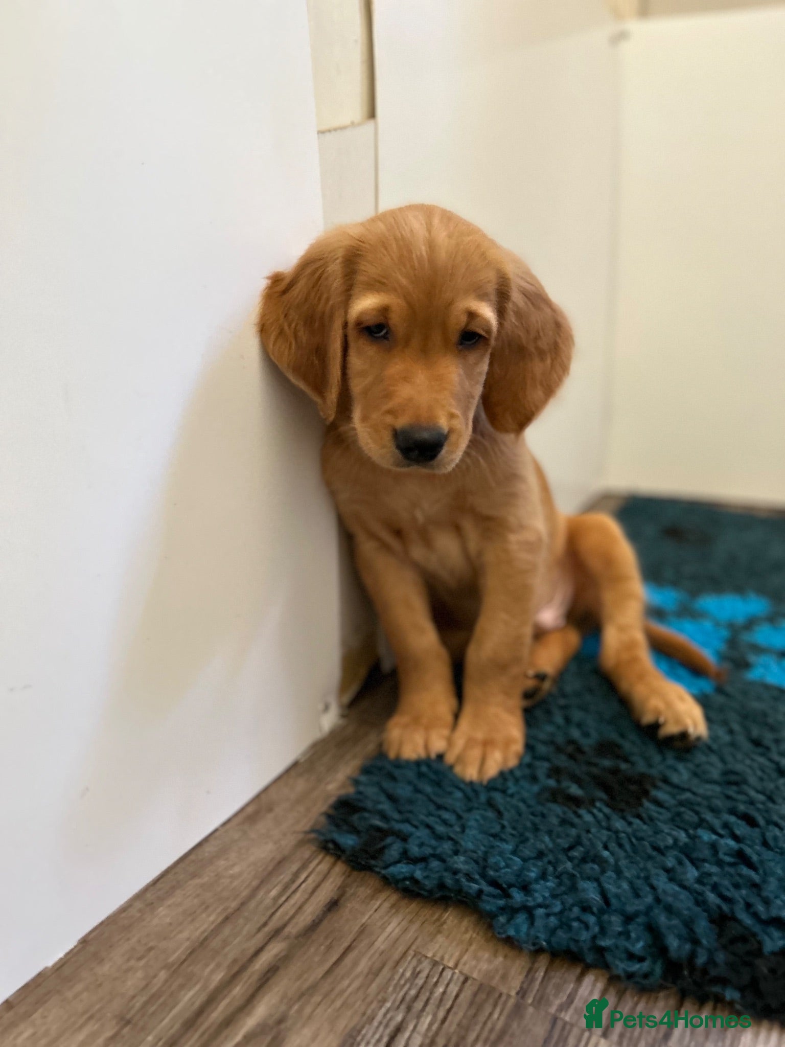 Golden Retriever dogs  Beautiful red golden retrievers 1 girl  1 boys - Advert 2