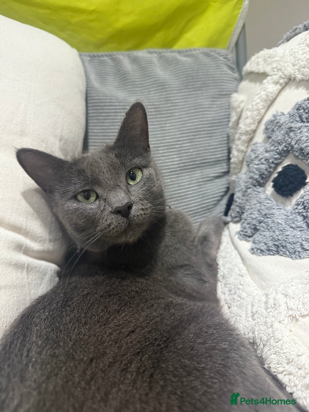 Mixed Breed cats for sale: 3 kittens for sale - Advert 1