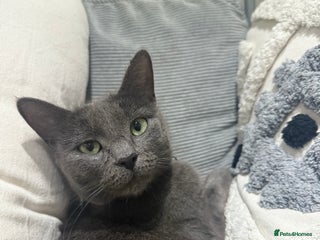 Mixed Breed cats 3 kittens for sale - Advert 1