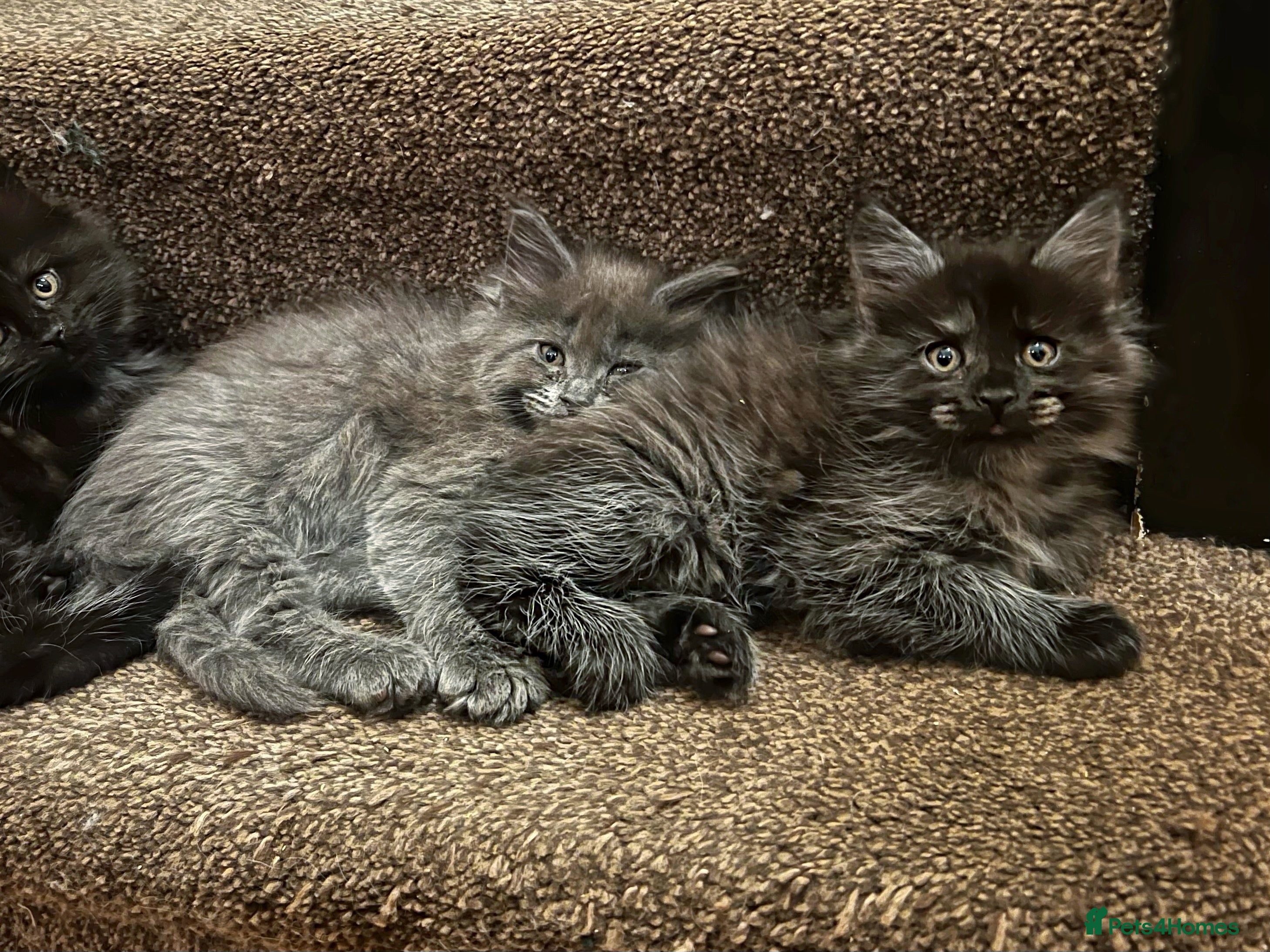 Maine Coon cats Maine coon kittens blue silver smoke rare colours - Advert 5