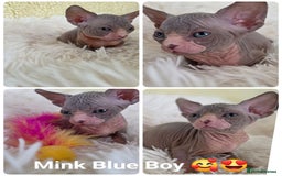 Sphynx cats for sale: Adorable Sphynx kittens💝🐈‍⬛🐈 - Image 6