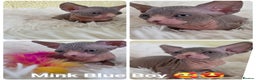 Sphynx cats for sale: Adorable Sphynx kittens💝🐈‍⬛🐈 - Advert 6