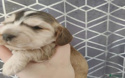 Cocker Spaniel dogs for sale: Show Type Cocker Spaniels Health Tested Parents  - Image 16