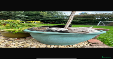 British Shorthair cats - Advert 9
