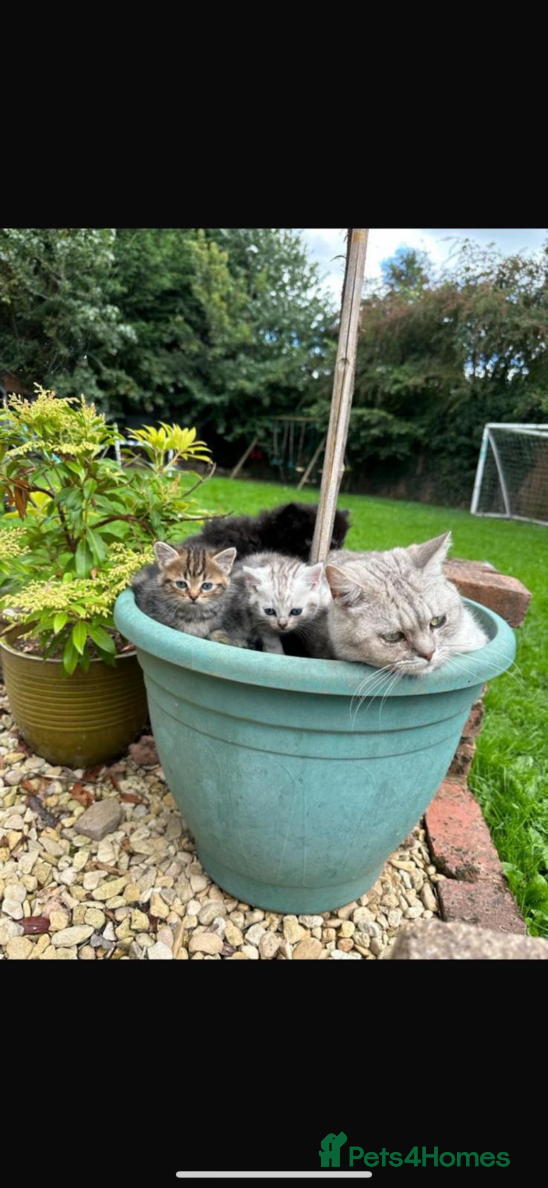 British Shorthair cats for sale: Stunning British shorthair X - Image 2