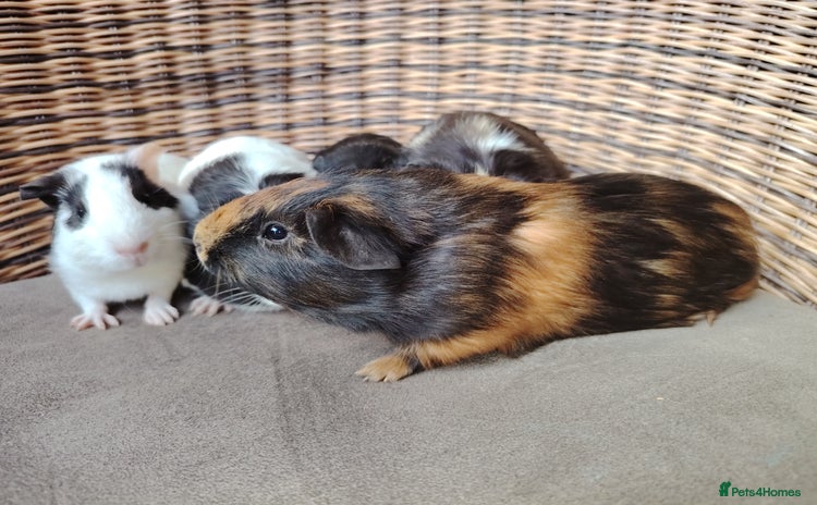 Guinea Pig rodents - Advert 15
