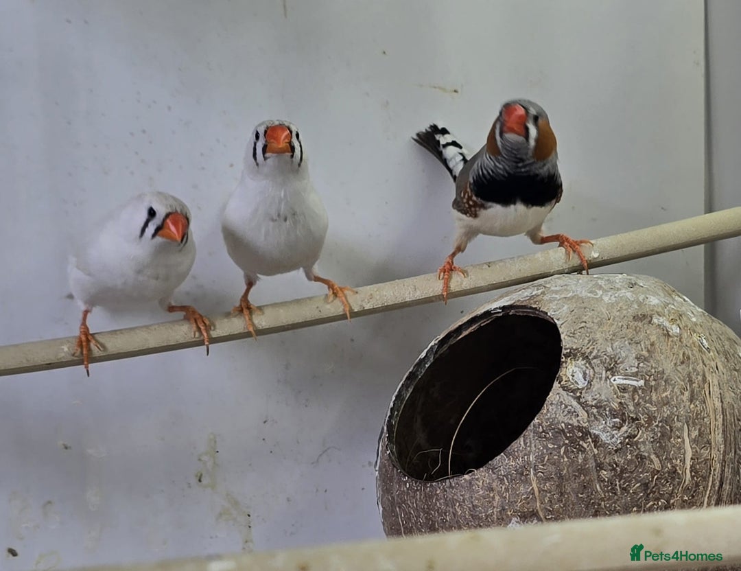 Finches birds for sale: Bengalese and zebra finch  - Image 10