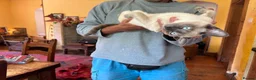 Tonkinese cats for sale: Exquisite Kittens- Tonkinese Dolls - Advert 1