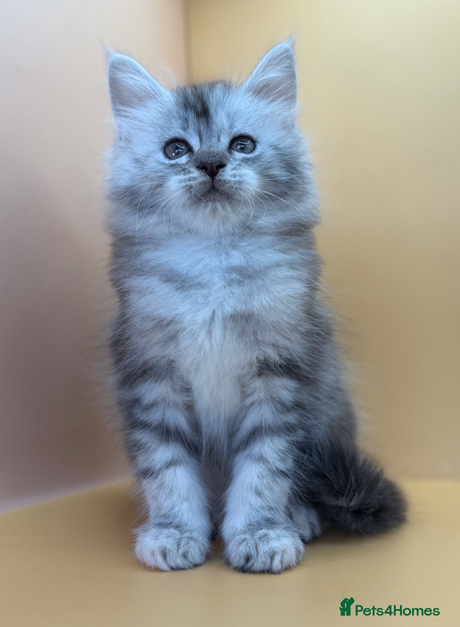 Maine Coon cats Maine Coons with Tests, Papers, Vet Checks & Vacc. - Advert 4