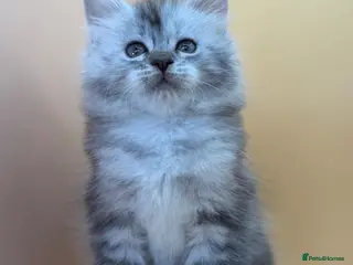 Maine Coon cats Maine Coons with Tests, Papers, Vet Checks & Vacc. - Advert 12