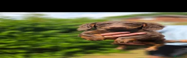Miniature Dachshund Puppy 2