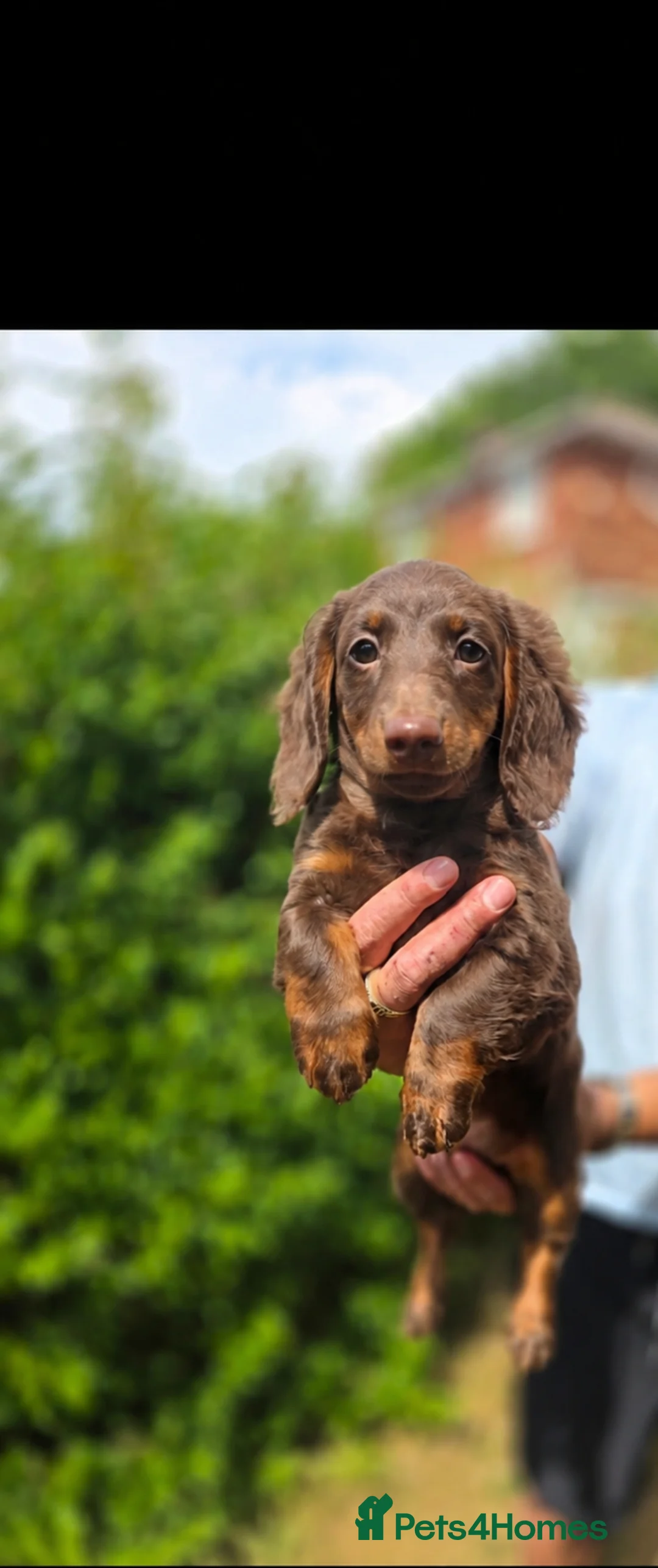 Miniature Dachshund dogs for sale: LAST BOY LOW PRICE. LONG HAIR/COAT MINI DACHSHUND - Advert 1