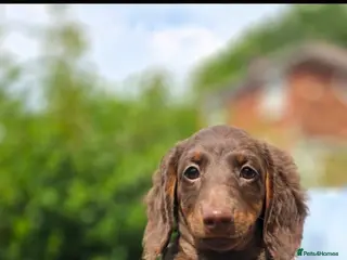 Miniature Dachshund dogs PRICE DROP!!! Long Coat Mini Dachshunds😍 - Advert 9
