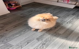 Pomeranian dogs for sale: Pomeranian male  - Image 4