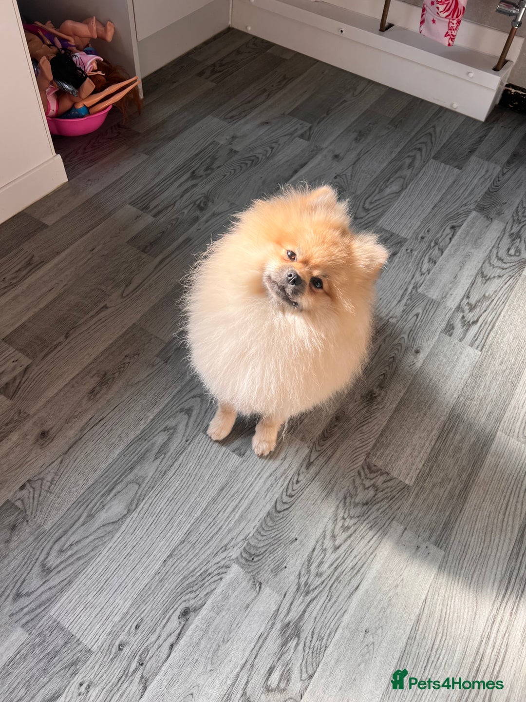 Pomeranian dogs for sale: Pomeranian male  - Image 4