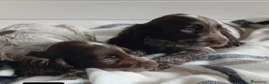 Cocker Spaniel 3