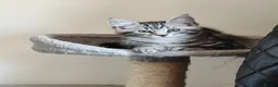 Maine Coon cats for sale: Beautiful Maincoon cross kittens  - Advert 8