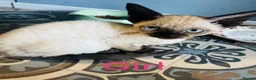 Devon Rex cats for sale: Kittens ready for sale  in Spalding - Advert 4