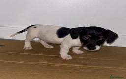 Dachshund dogs for sale: Dachshund Puppies - Image 5