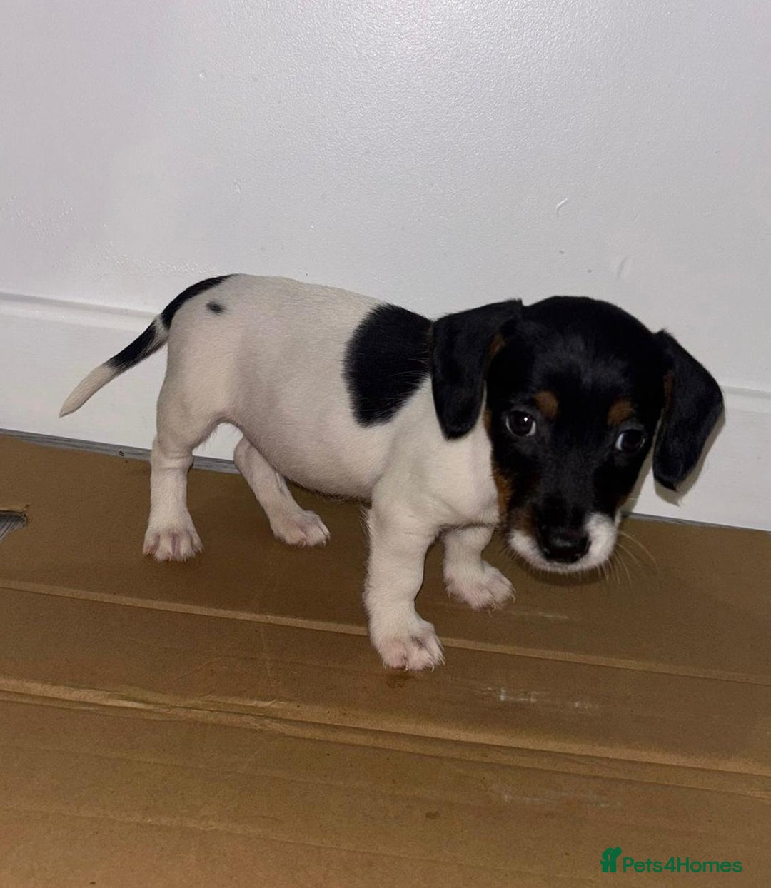 Dachshund dogs for sale: Dachshund Puppies - Image 5